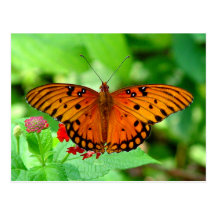 Orange Butterfly Postcard