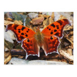 Orange Butterfly Postcard