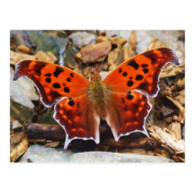 Orange Butterfly Postcard