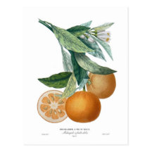 Orange by Pierre - Antoine Poiteau Post Card