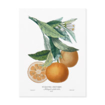 Orange by Pierre - Antoine Poiteau Post Card
