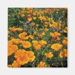 Orange California Poppies flowers Magnet