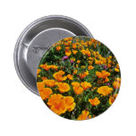 Orange California Poppies flowers Pinback Button