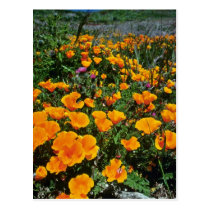 Orange California Poppies flowers postcards