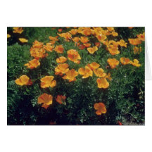 Orange California Poppy (Eschscholzia Californica) Cards