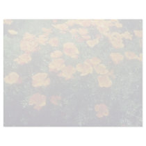 Orange California Poppy (Eschscholzia Californica) Letterhead Template