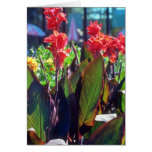 Orange Canna Lily, (Canna Hybride) flowers Cards
