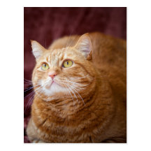Orange cat post cards