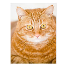 Orange cat post cards