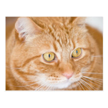 Orange cat postcard