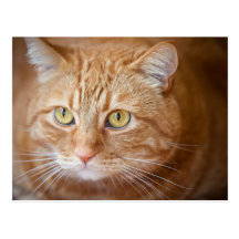 Orange cat postcard