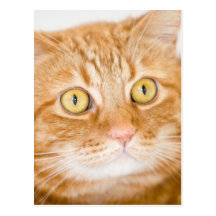 Orange cat postcards