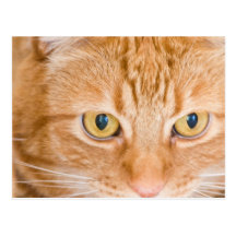 Orange cat postcards