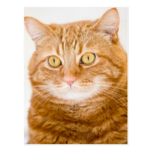 Orange cat postcards