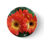 Orange colour gerbera daisy with stars