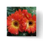 Orange colour gerbera daisy with stars