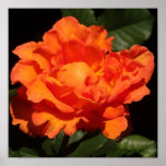 "Orange Coral Rose" Poster posters