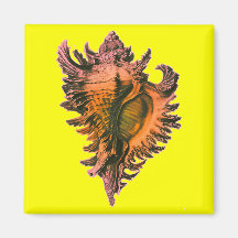 Orange Coral Sea Shell Fridge Magnets