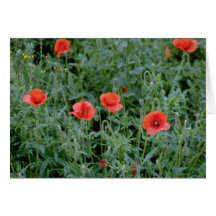 Orange Corn poppies flowers Greeting Card