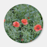 Orange Corn poppies flowers Refrigerator Magnet