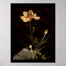 Orange Cosmo Poster