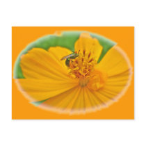 Orange Cosmos Coordinating Items Postcard