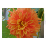 Orange Dahlia Cards