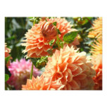 Orange Dahlia Flowers Photography prints photography