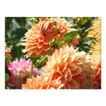 Orange Dahlia Flowers Photography prints