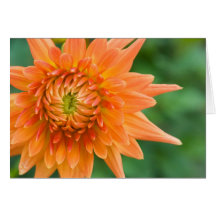 Orange Dahlia Greeting Cards