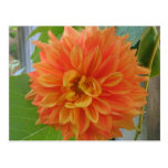 Orange Dahlia Post Cards