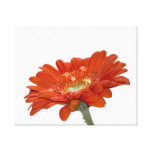 Orange Daisy Gerbera Flower Gallery Wrap Canvas