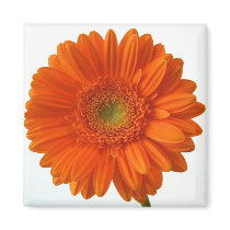 Orange Daisy Magnet