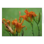 Orange Day Lilies Greeting Cards