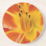 Orange Day lily