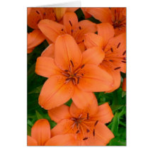 Orange daylilies greeting cards