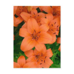 Orange daylilies post cards