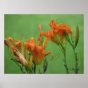 Orange Daylilies posters