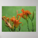 Orange Daylilies Posters