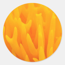 Orange de champignon adhésif