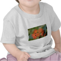 Orange Eucalyptus ficifolia flowers Shirts