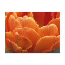 orange flames postcards