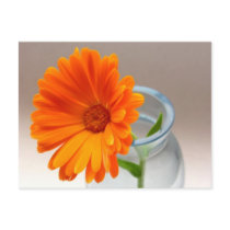 Orange Floral Post Cards
