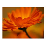 Orange Floral Postcard