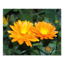 Orange Flower #2204 Photograph