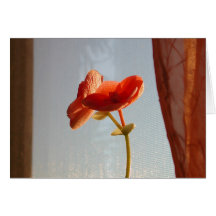 orange Flower Cards