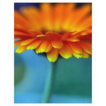 Orange Flower Personalized Flyer