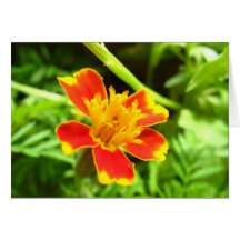 Orange flower greeting card