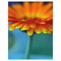 Orange Flower Letterhead