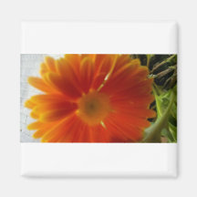 Orange flower magnets